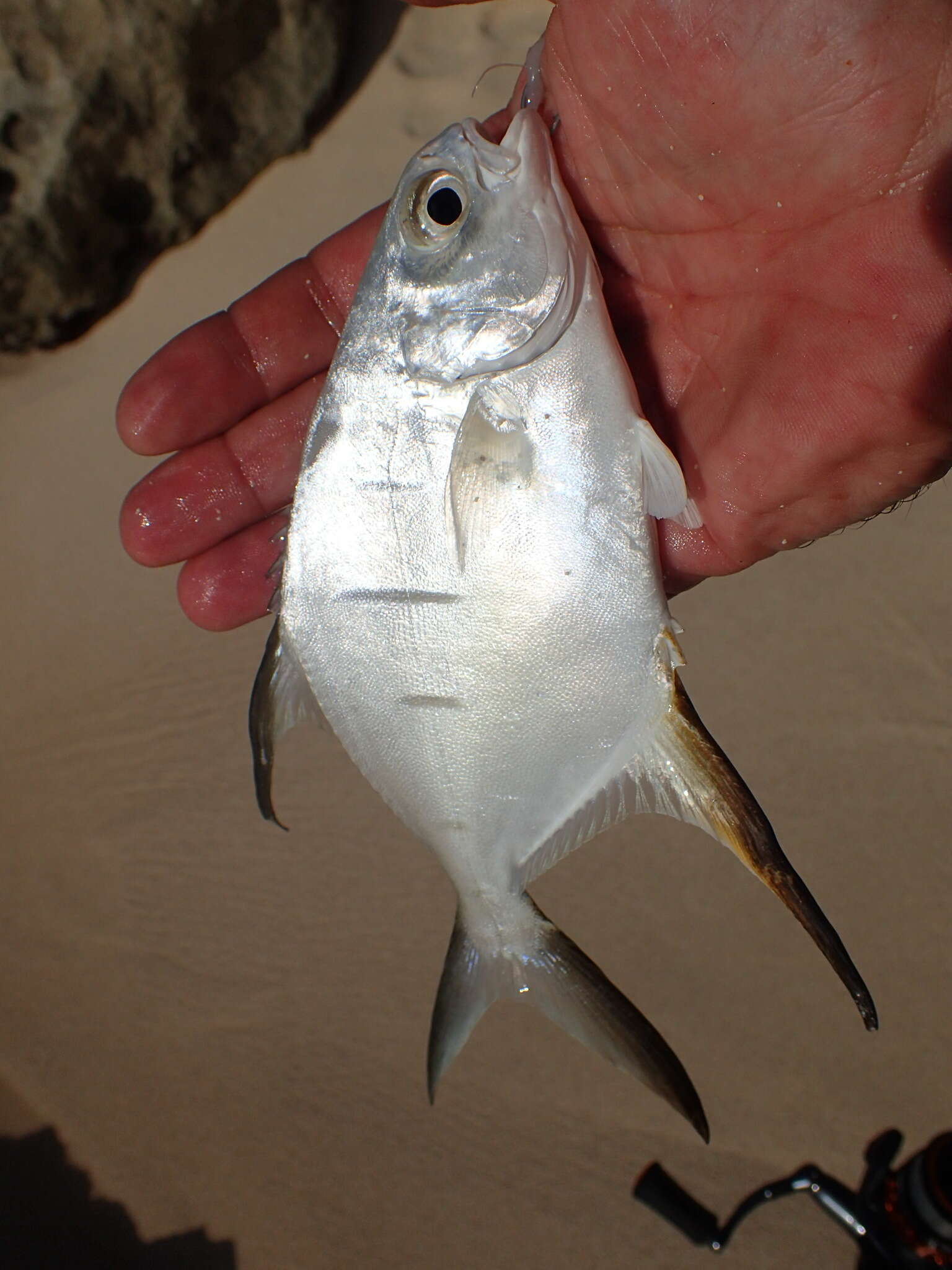 Image of Banner Pompano