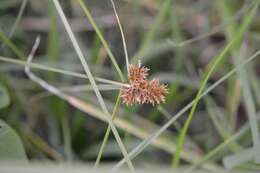 Imagem de Cyperus manimae var. manimae