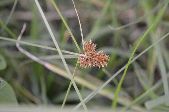 Image de Cyperus manimae var. manimae