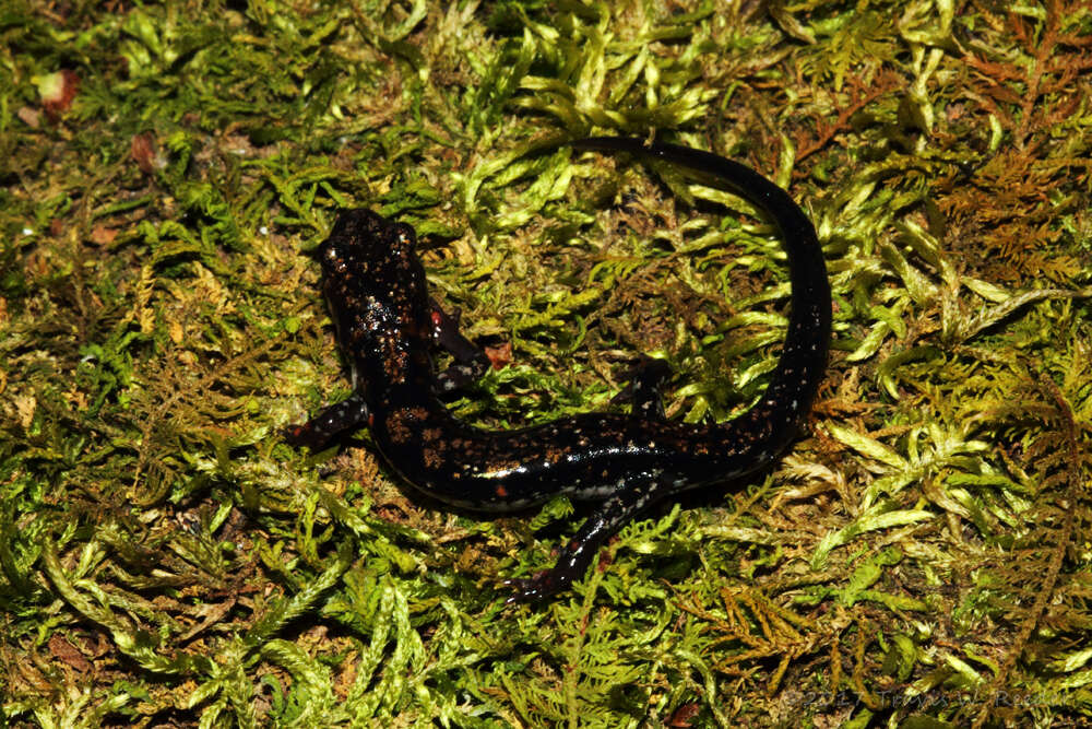 Image of Rich Mountain Salamander