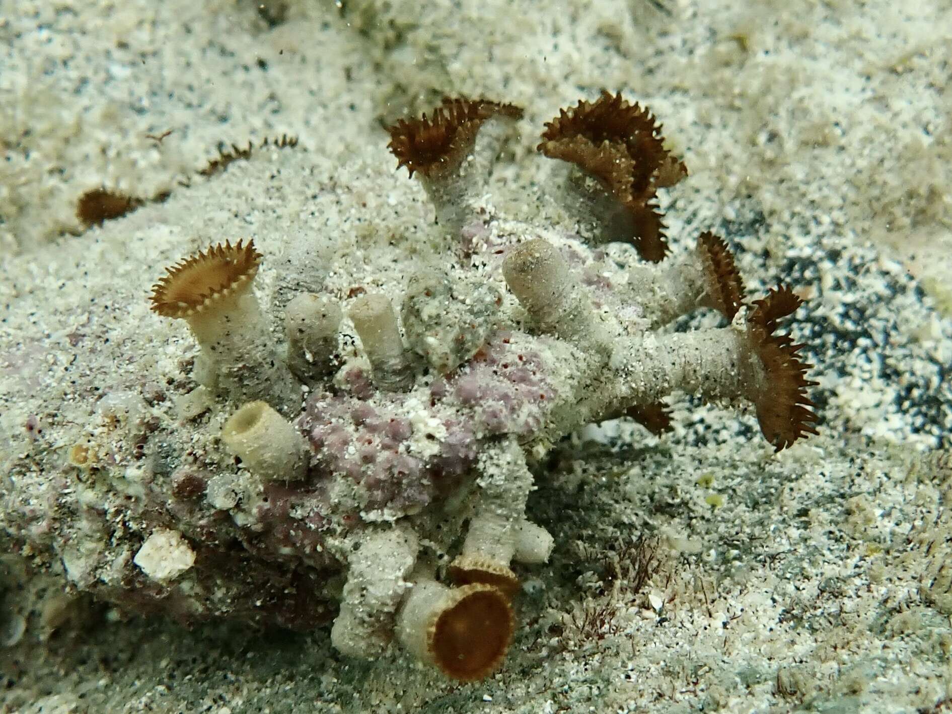 Image of Palythoa grandiflora (Verrill 1900)