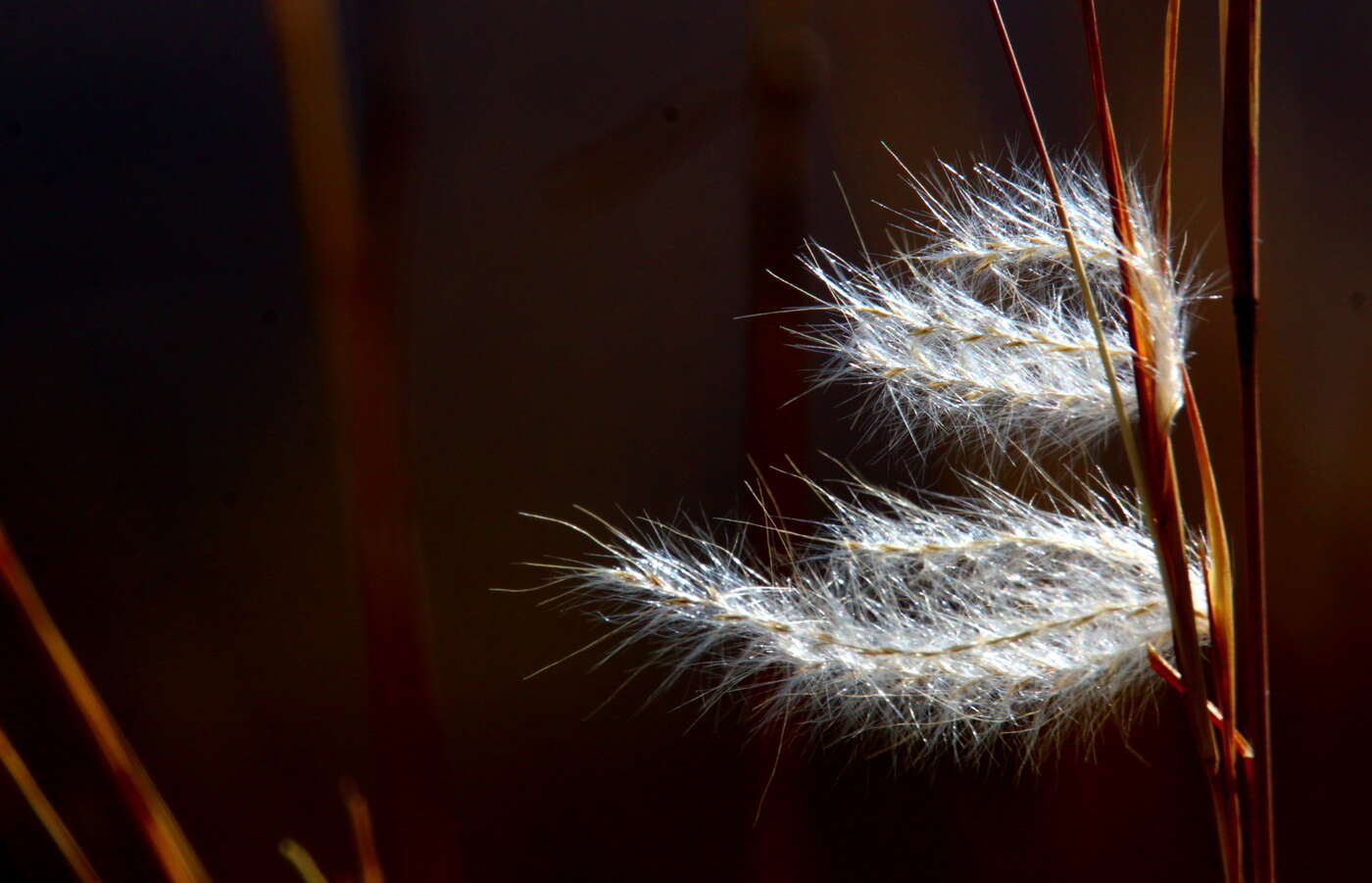 Image of Andropogon eucomus Nees