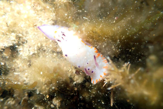 Image of Mexichromis macropus Rudman 1983