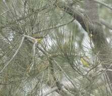 Image of Yellow Thornbill