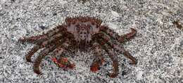 Image of Brown king crab