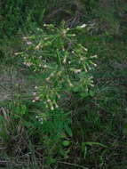 صورة Erechtites valerianifolius (Wolf ex Rchb.) DC.