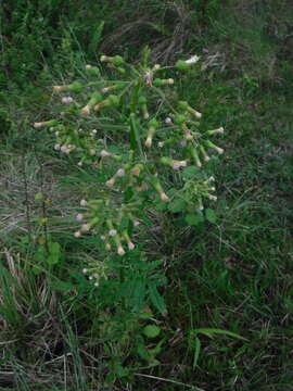 صورة Erechtites valerianifolius (Wolf ex Rchb.) DC.