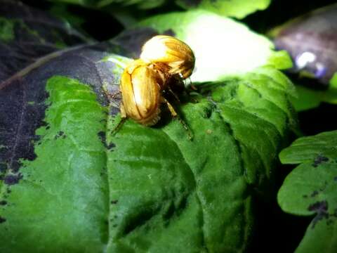 Image of Northern Masked Chafer