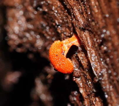 صورة Cordyceps militaris (L.) Fr. 1818