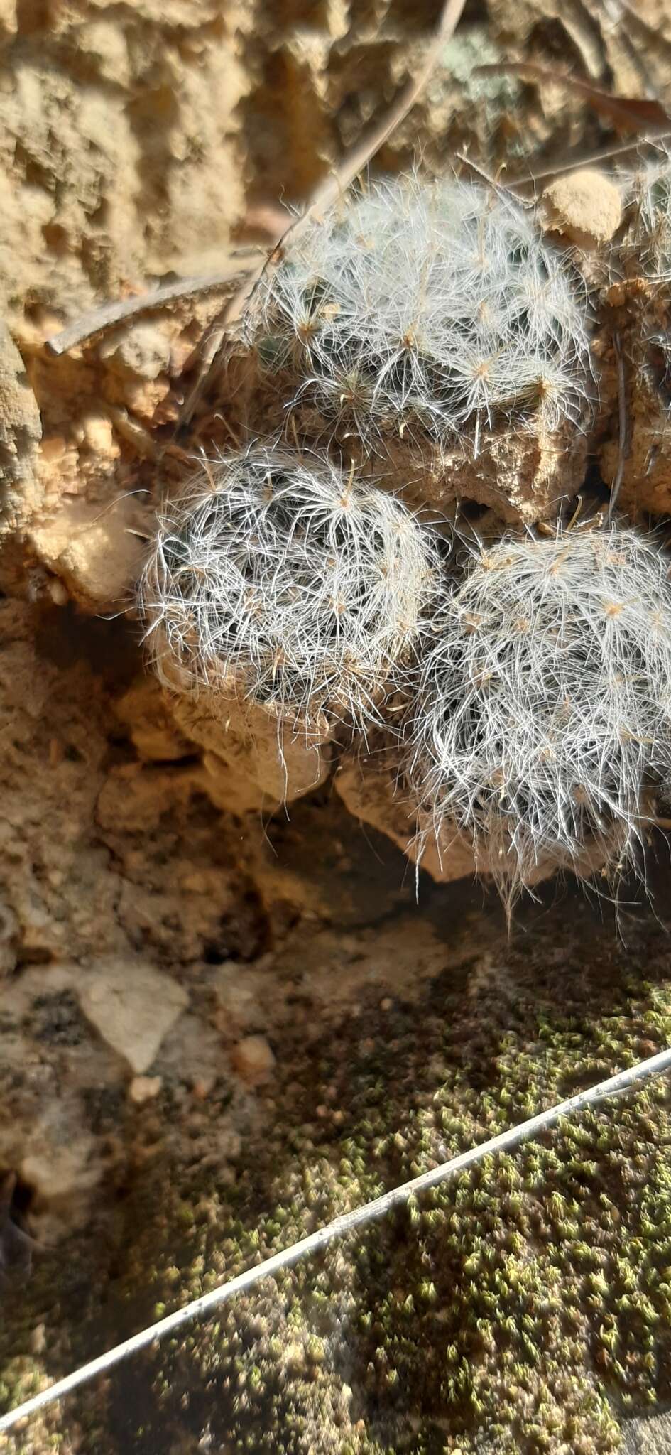 Image of Mammillaria glassii R. A. Foster