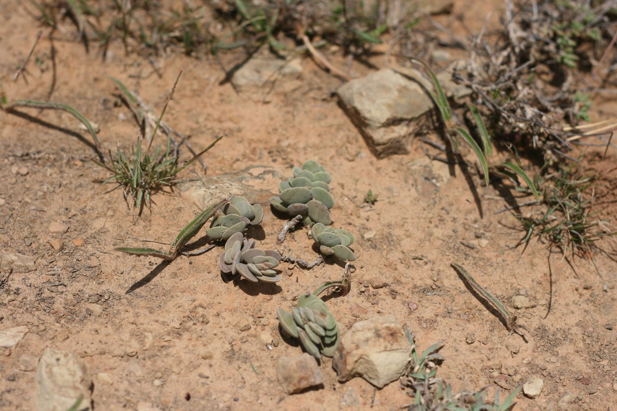 Image of Crassula decidua Schönl.