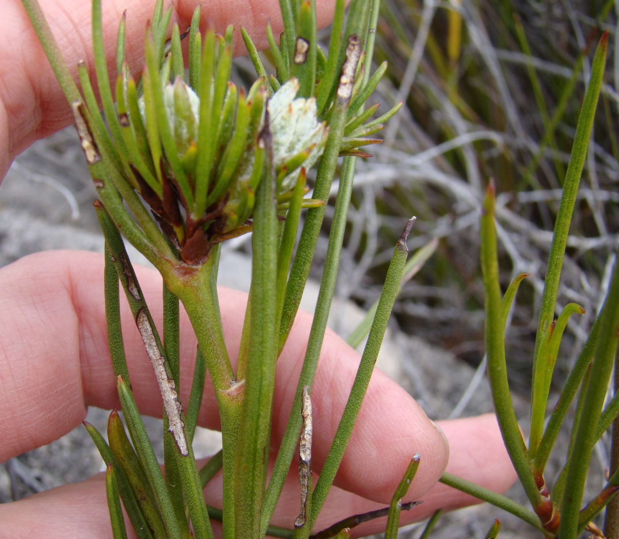 Image of Centella thesioides