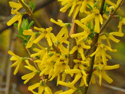 Forsythia viridissima Lindl. resmi