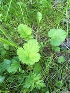 Image de Geum macrophyllum var. macrophyllum