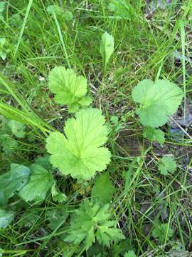 Image of Geum macrophyllum var. macrophyllum