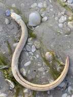 Image of Spotted Spoon-nose Eel