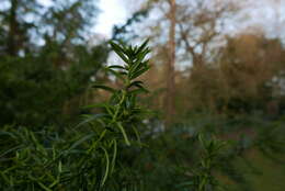 Image of <i>Cecidophyopsis psilaspis</i>