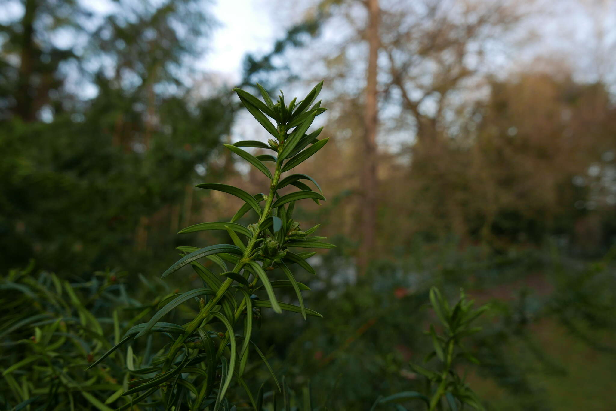 Image of <i>Cecidophyopsis psilaspis</i>