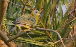 Image of Yellow-footed Green Pigeon