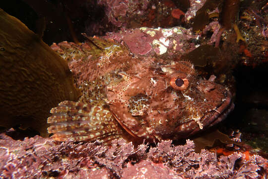 Image of Red scorpionfish