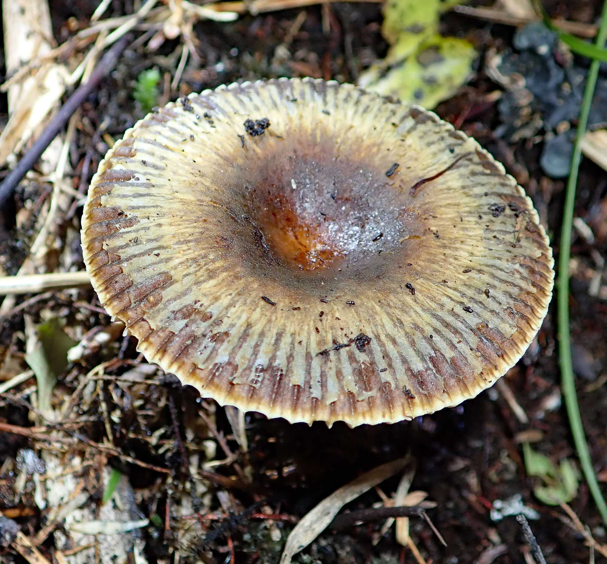 Image of Russula acrolamellata McNabb 1973