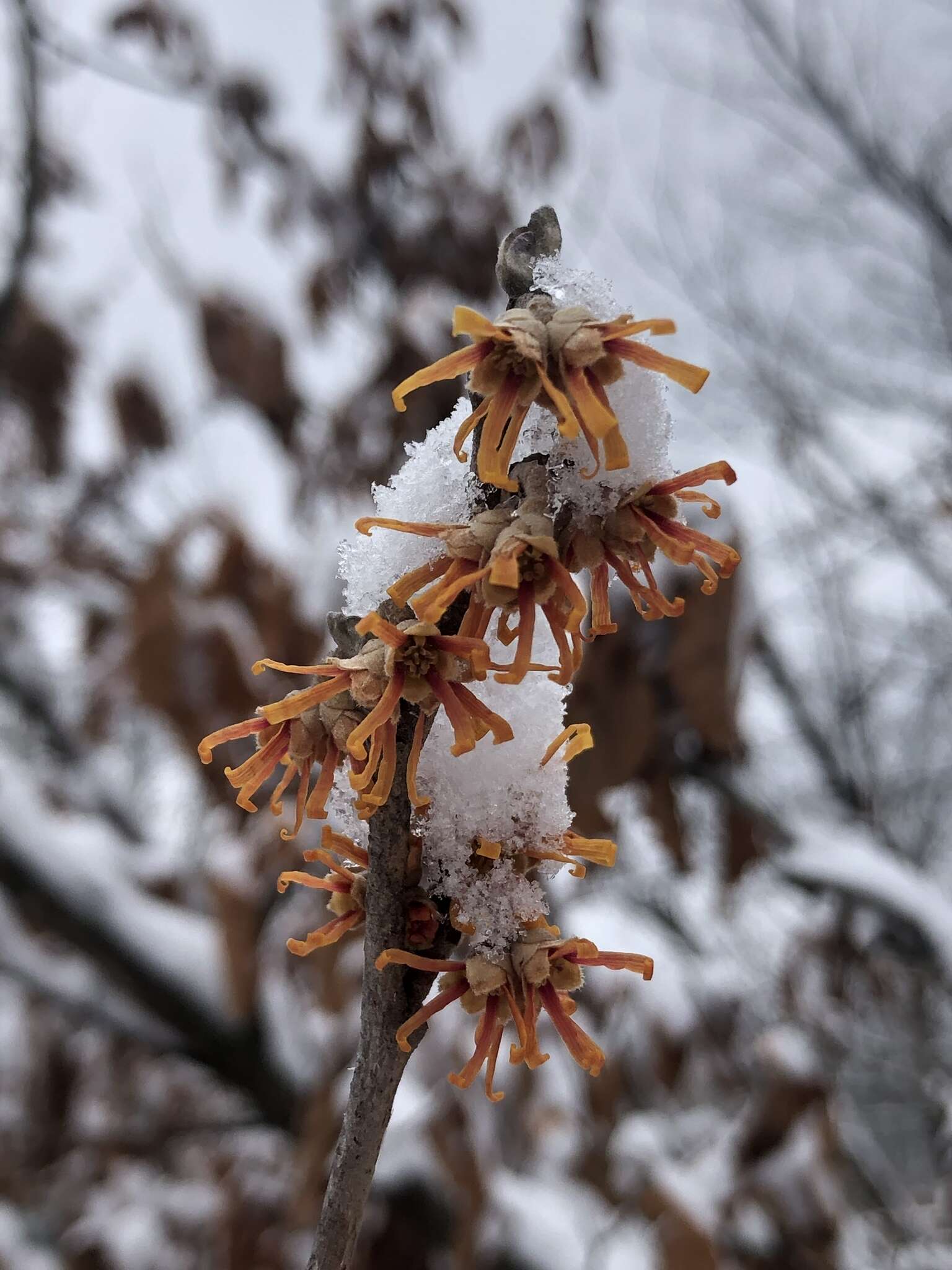 Image of Ozark Witch-Hazel