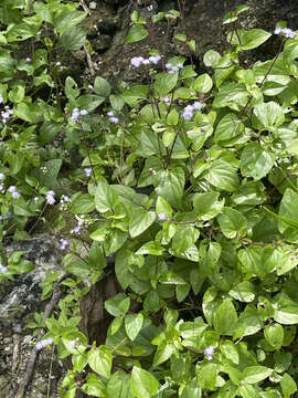 Image of Cape Sable whiteweed