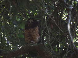 Image of Tawny-browed Owl