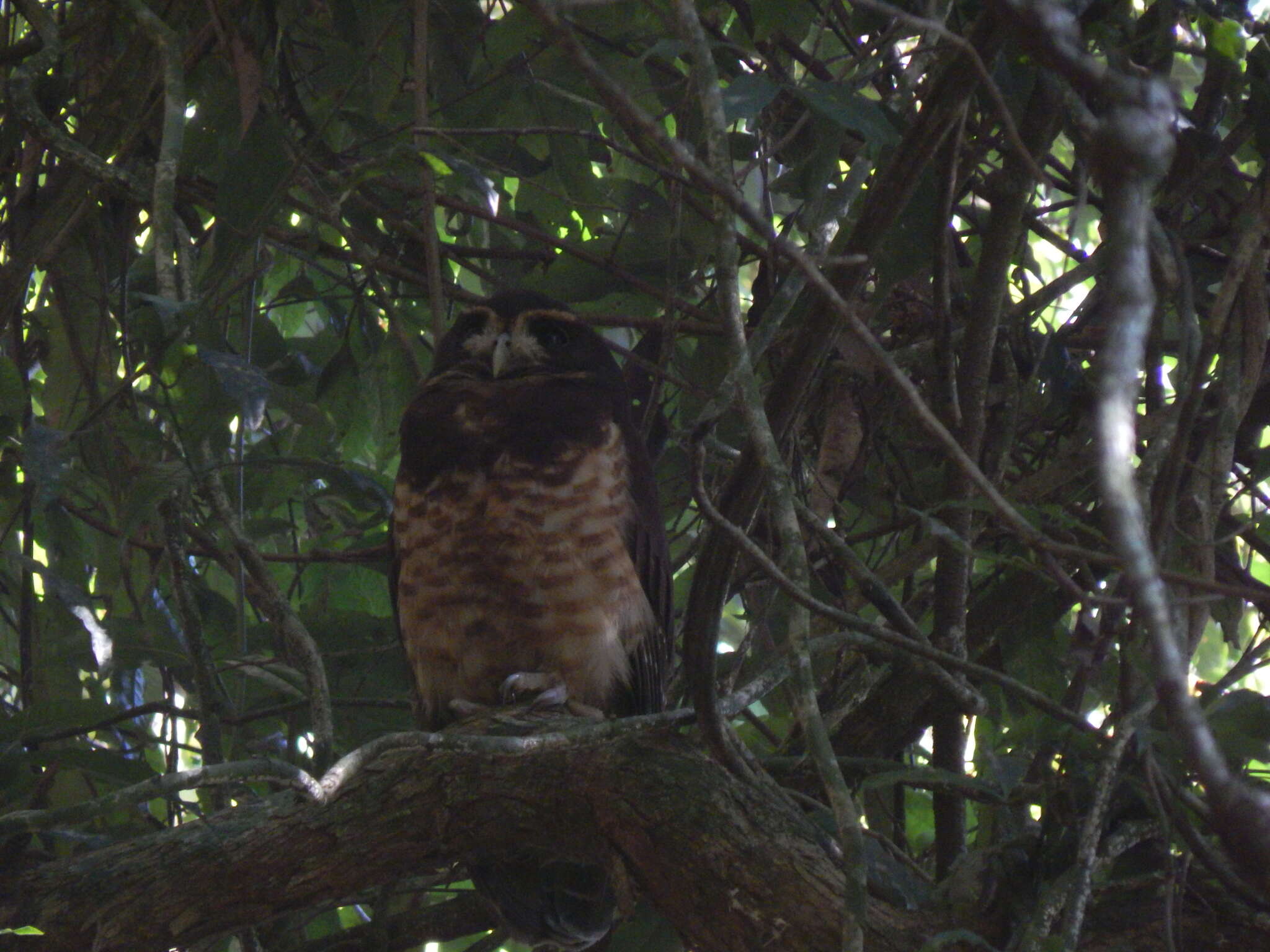 Image of Tawny-browed Owl