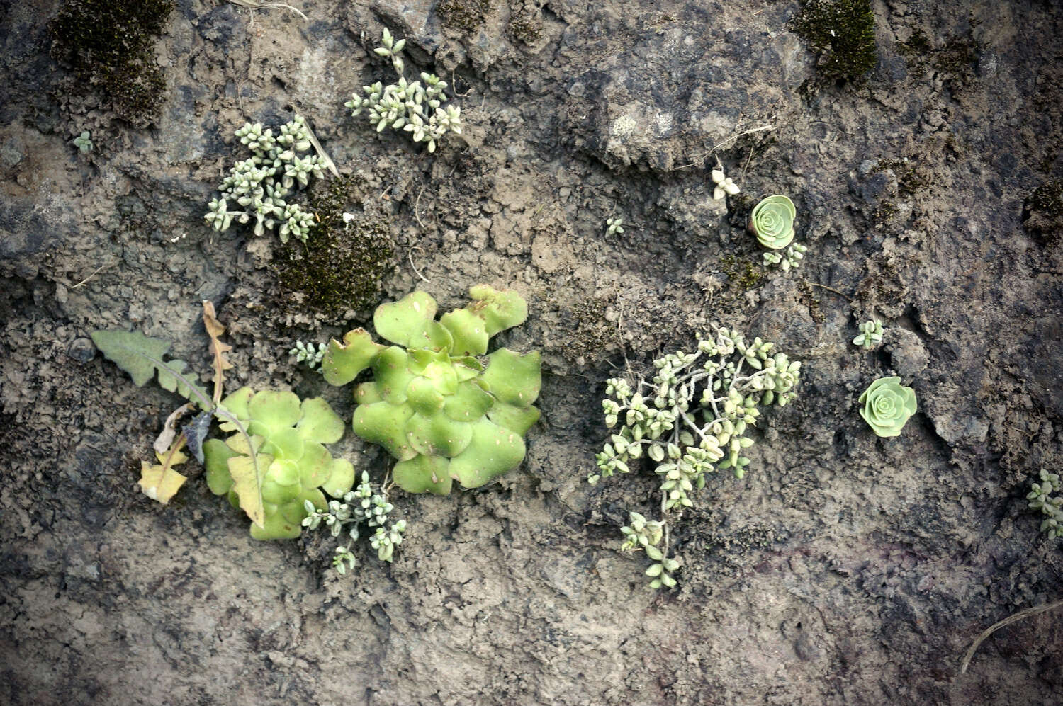 Image of Aeonium canariense subsp. latifolium (Burchard) Bañares