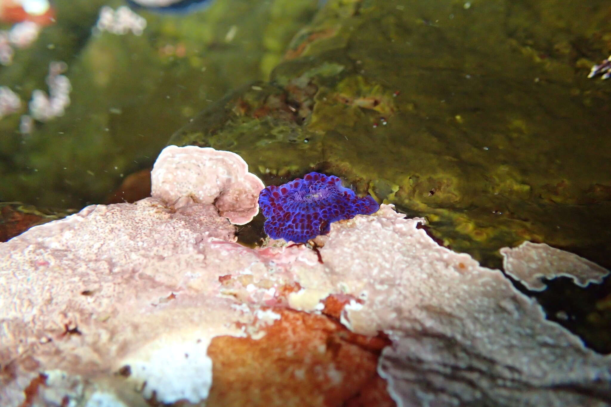 Image of Knobbly anemone