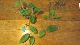 Image of Cleistanthus cunninghamii (Müll. Arg.) Müll. Arg.