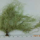 Image of Usnea pacificana Halonen