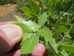 Image of Emory Oak