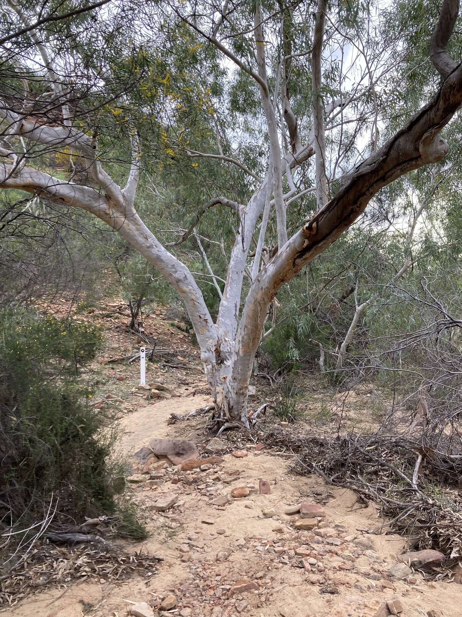 Image of Eucalyptus camaldulensis subsp. arida Brooker & M. W. Mc Donald