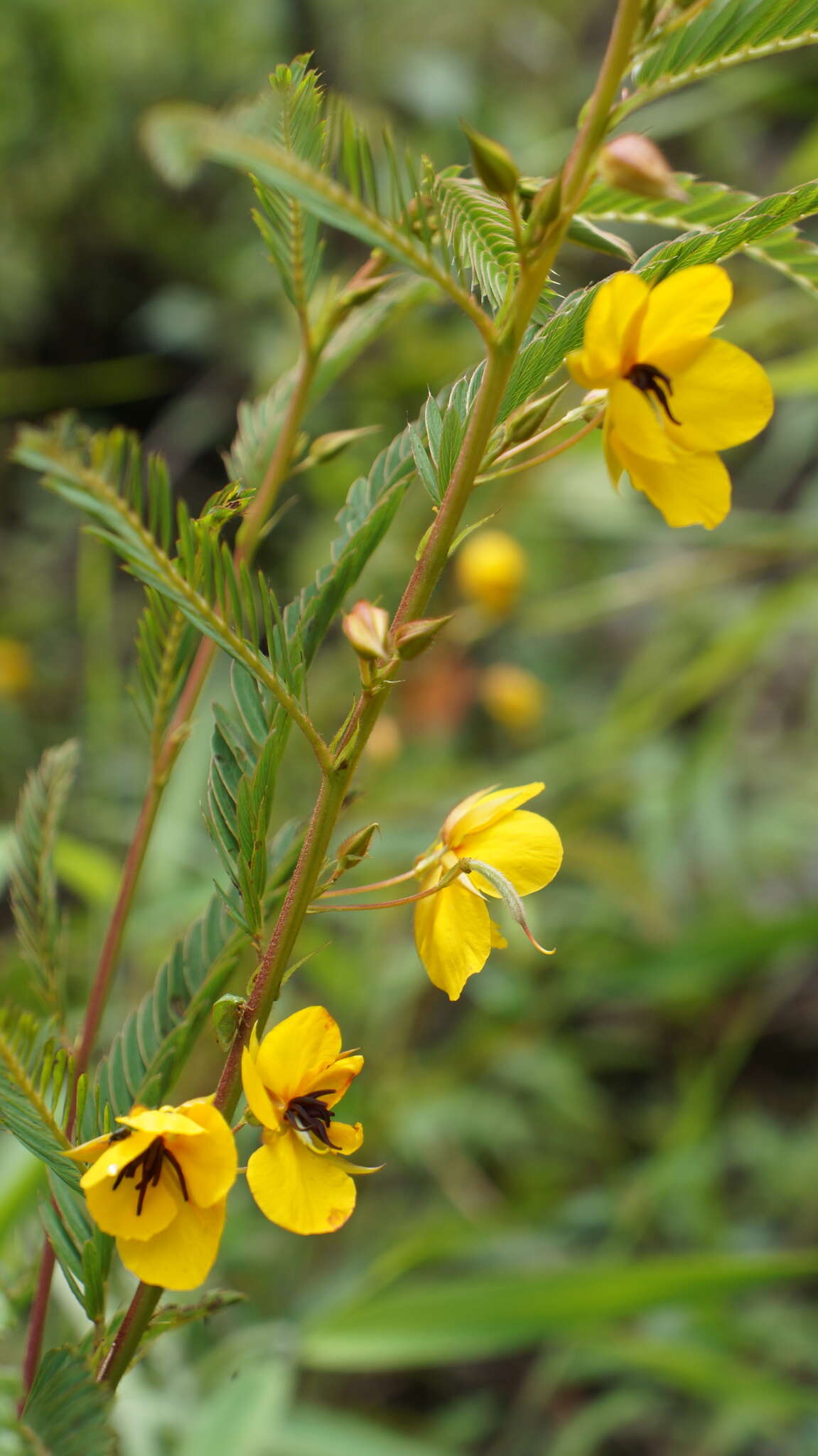 Sivun Chamaecrista glandulosa (L.) Greene kuva