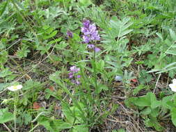 Image of Polygala hybrida Bruegg.