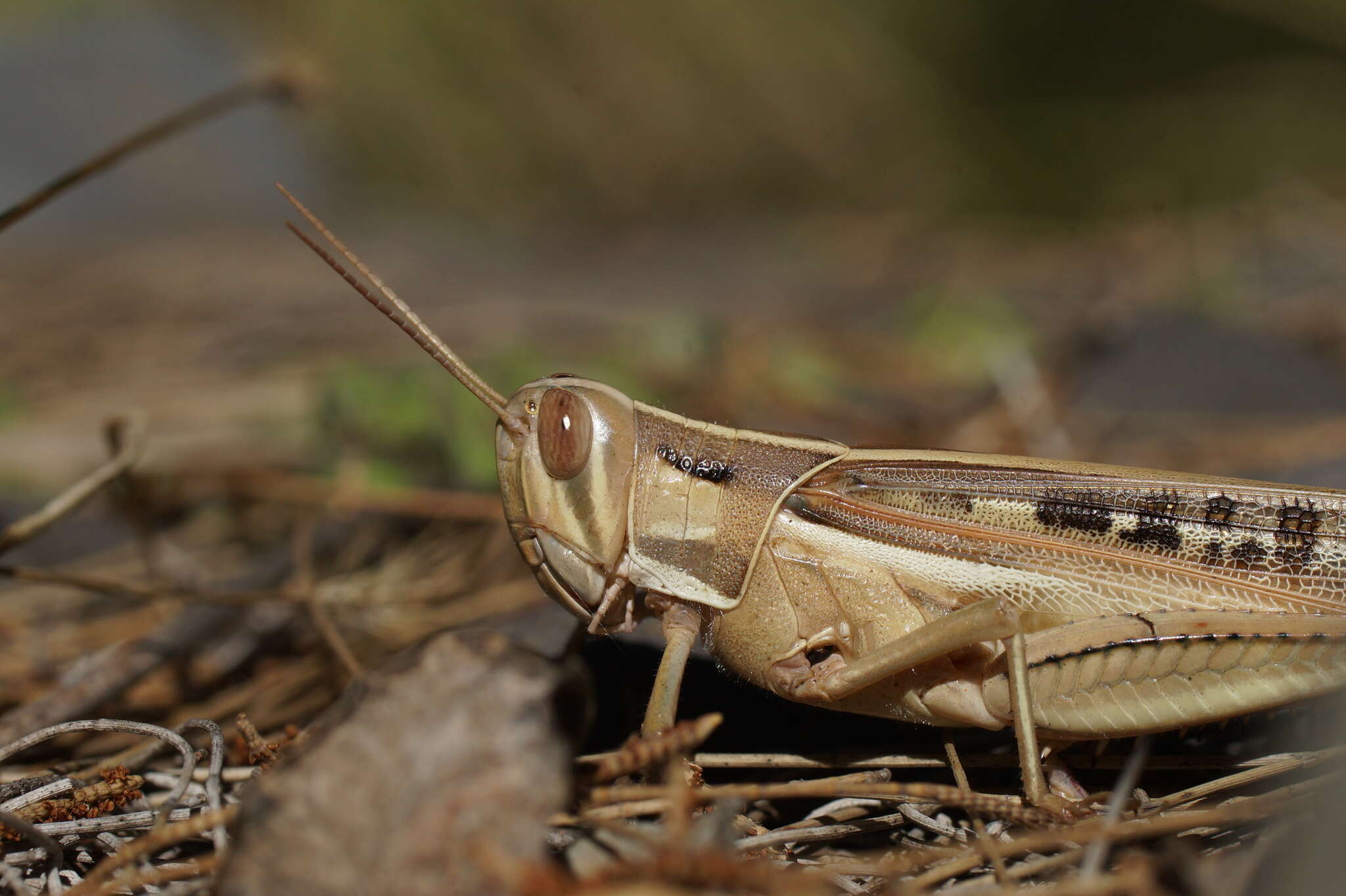 Image of Spur-throated locust