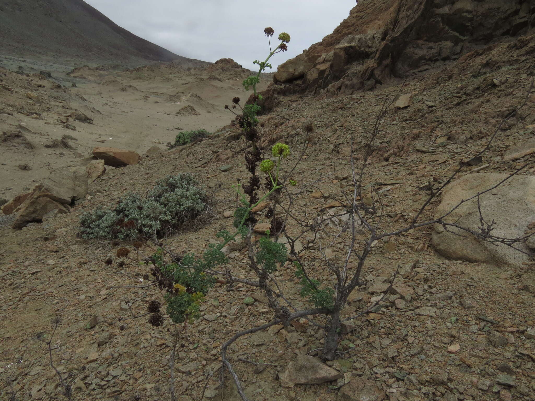 Image de Eremocharis fruticosa Phil.