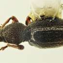 Image of Stomodes gyrosicollis Boheman 1842