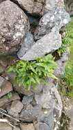 Polypodium cambricum subsp. macaronesicum (Bobrov) Fraser-Jenkins的圖片