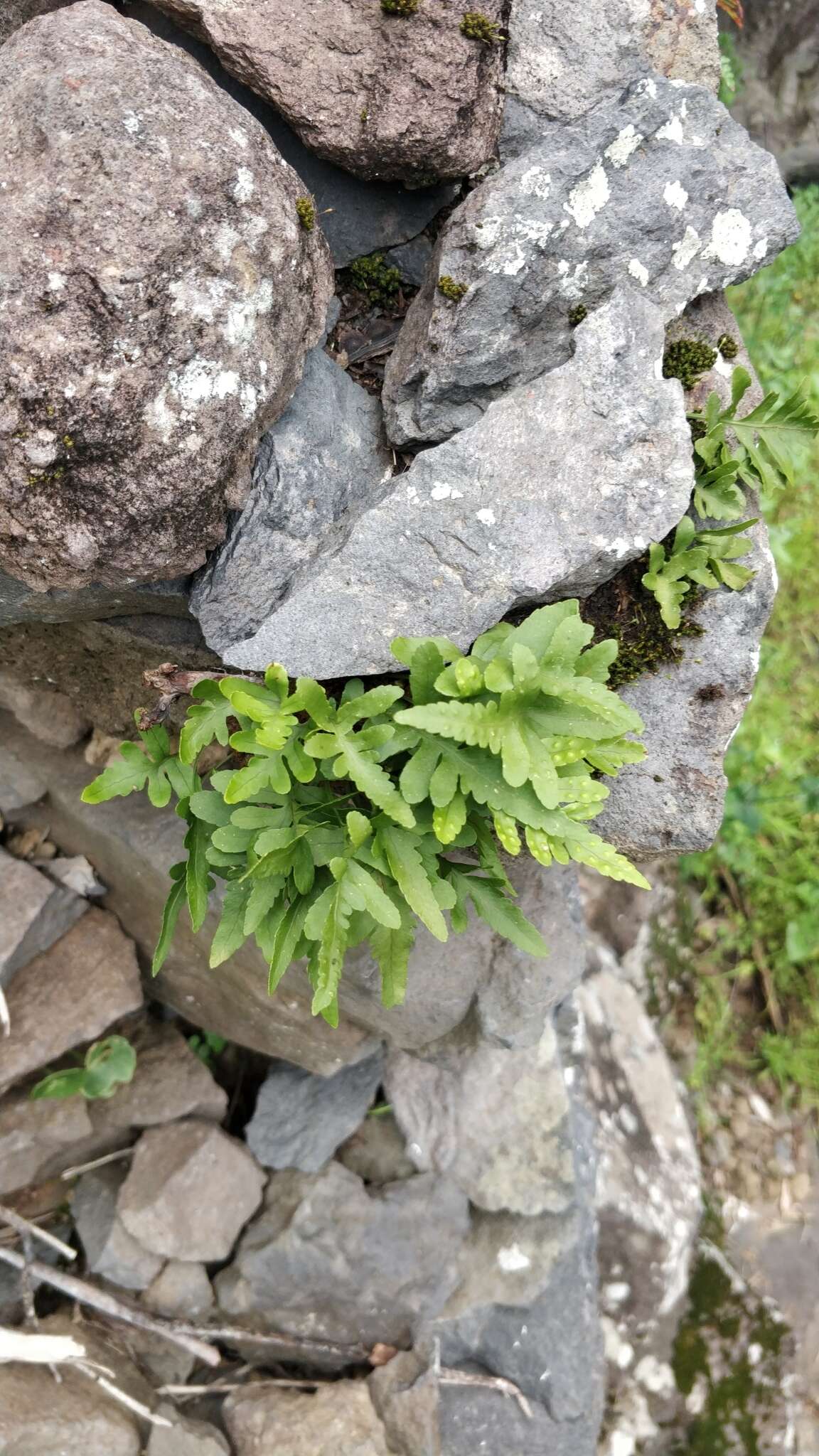 Polypodium cambricum subsp. macaronesicum (Bobrov) Fraser-Jenkins的圖片