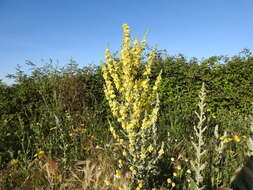 Image de Verbascum pulverulentum Vill.