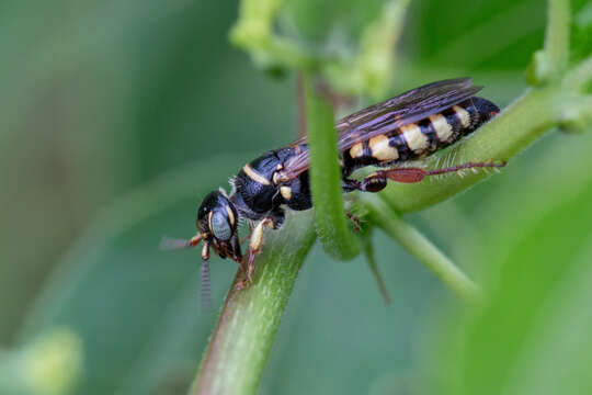 Image of Myzinum carolinianum (Panzer 1806)