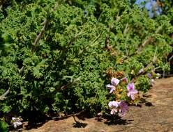 Image of Pelargonium englerianum Knuth