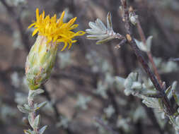 صورة Pteronia cinerea L. fil.