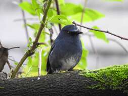 Image of White-bellied Blue Robin