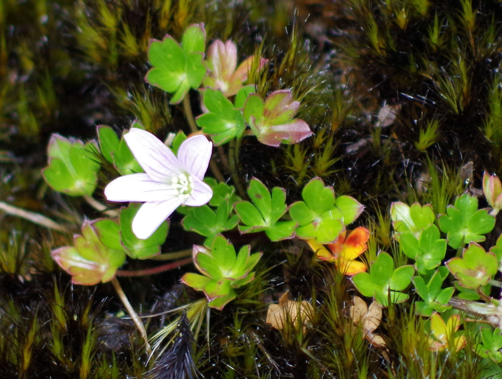 Image of Geranium sibbaldioides subsp. sibbaldioides Benth.