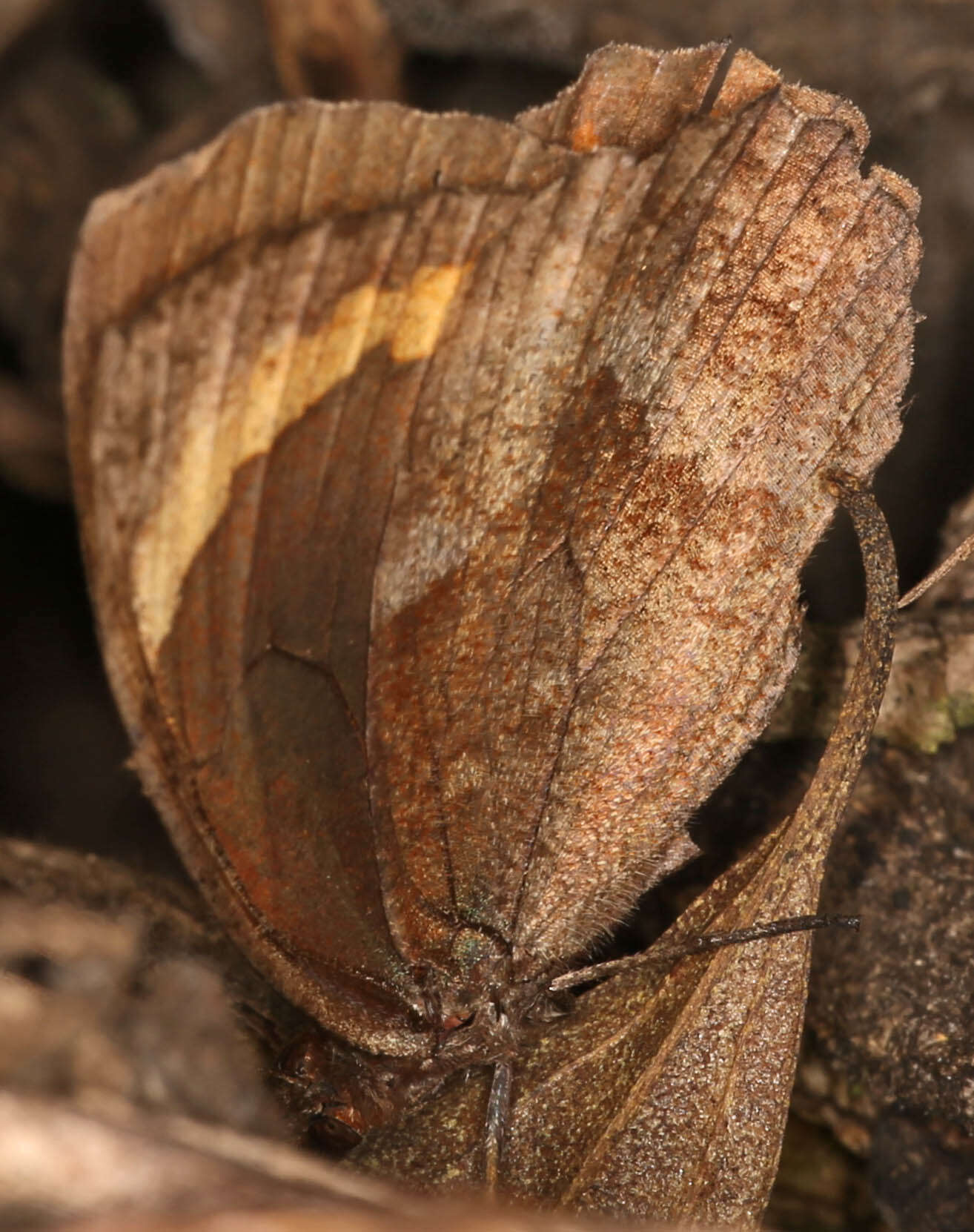 Image of Parapedaliodes parepa Hewitson 1861