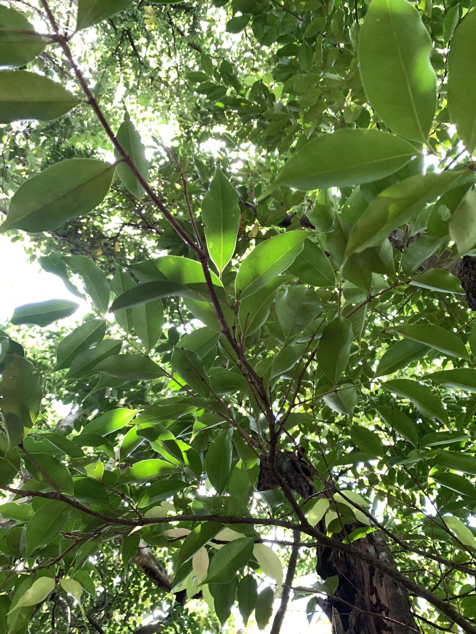 Syzygium acuminatissimum (Bl.) DC. resmi